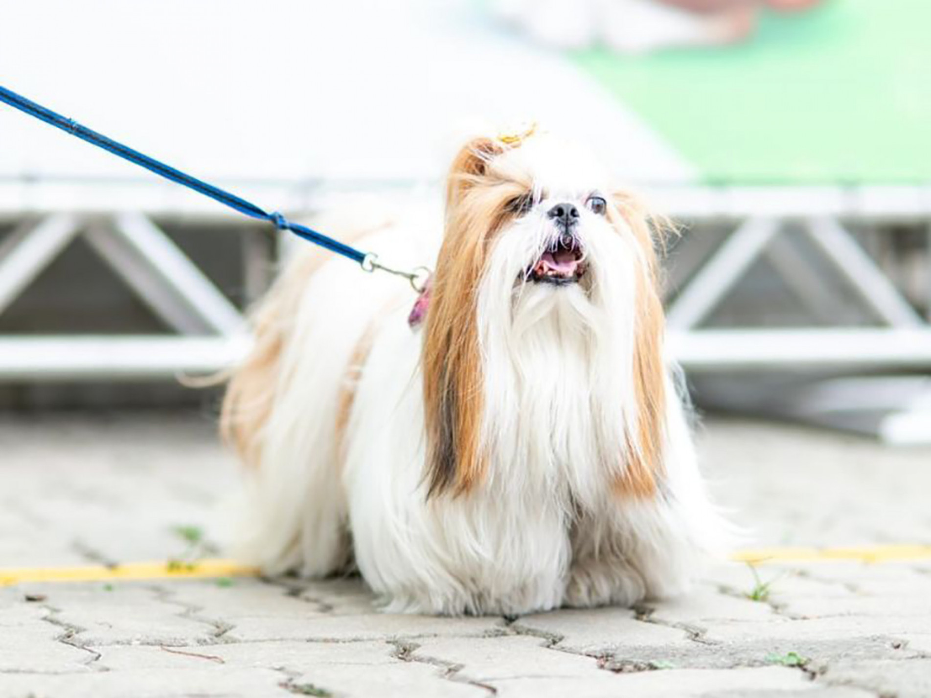 Pet Day aconteceu no sábado (6), na Central de Decorados, que fica no bairro Campolim
