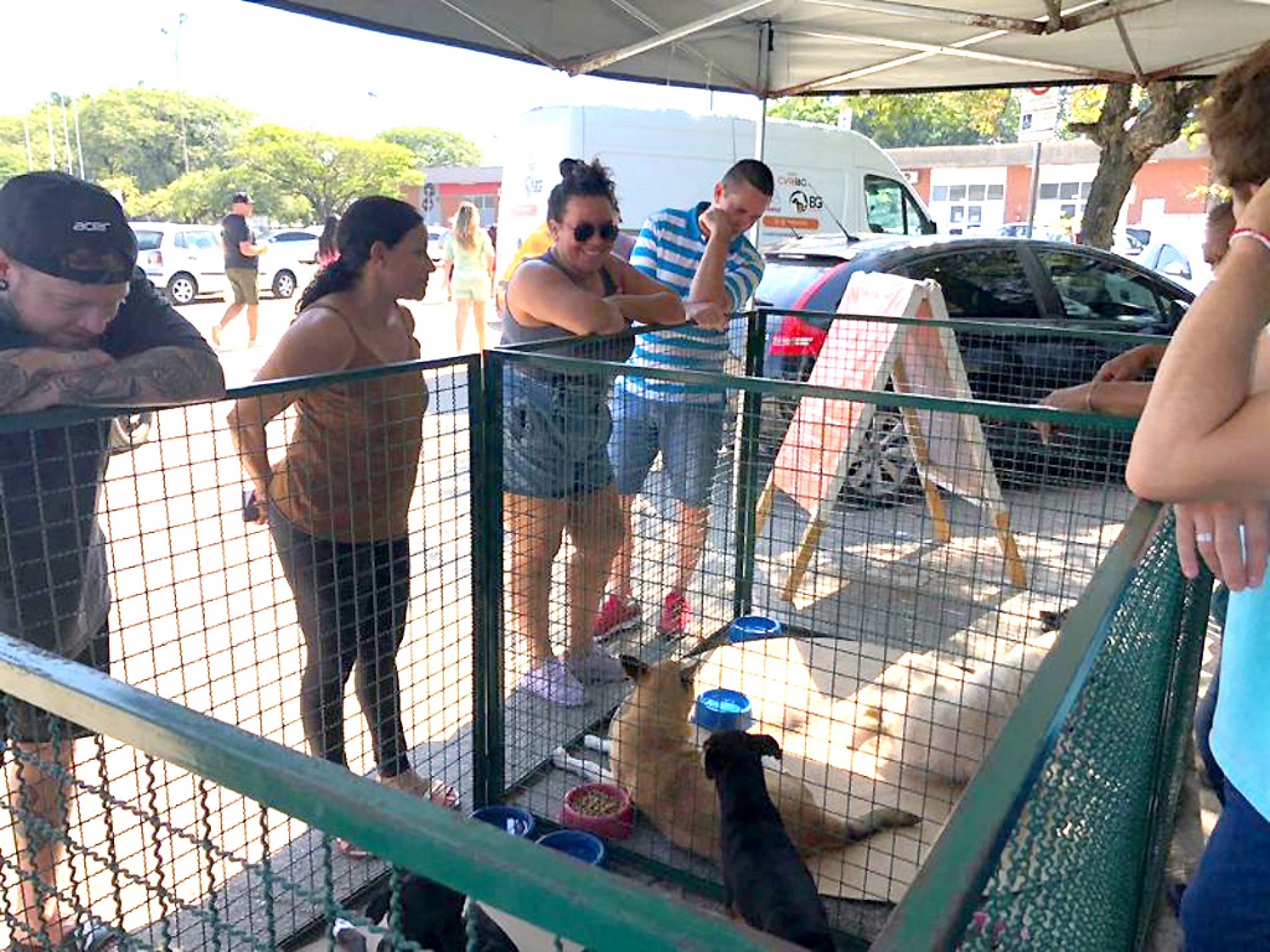 Feira de adoção ocorre todos os sábados 
