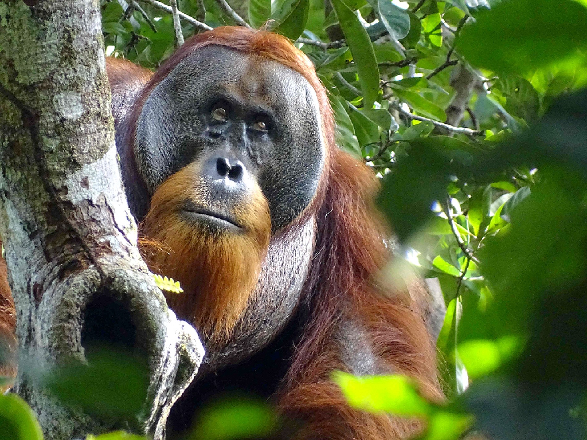 Rakus é um orangotango selvagem que curou a ferida com unguento que ele mesmo preparou, dizem cientistas