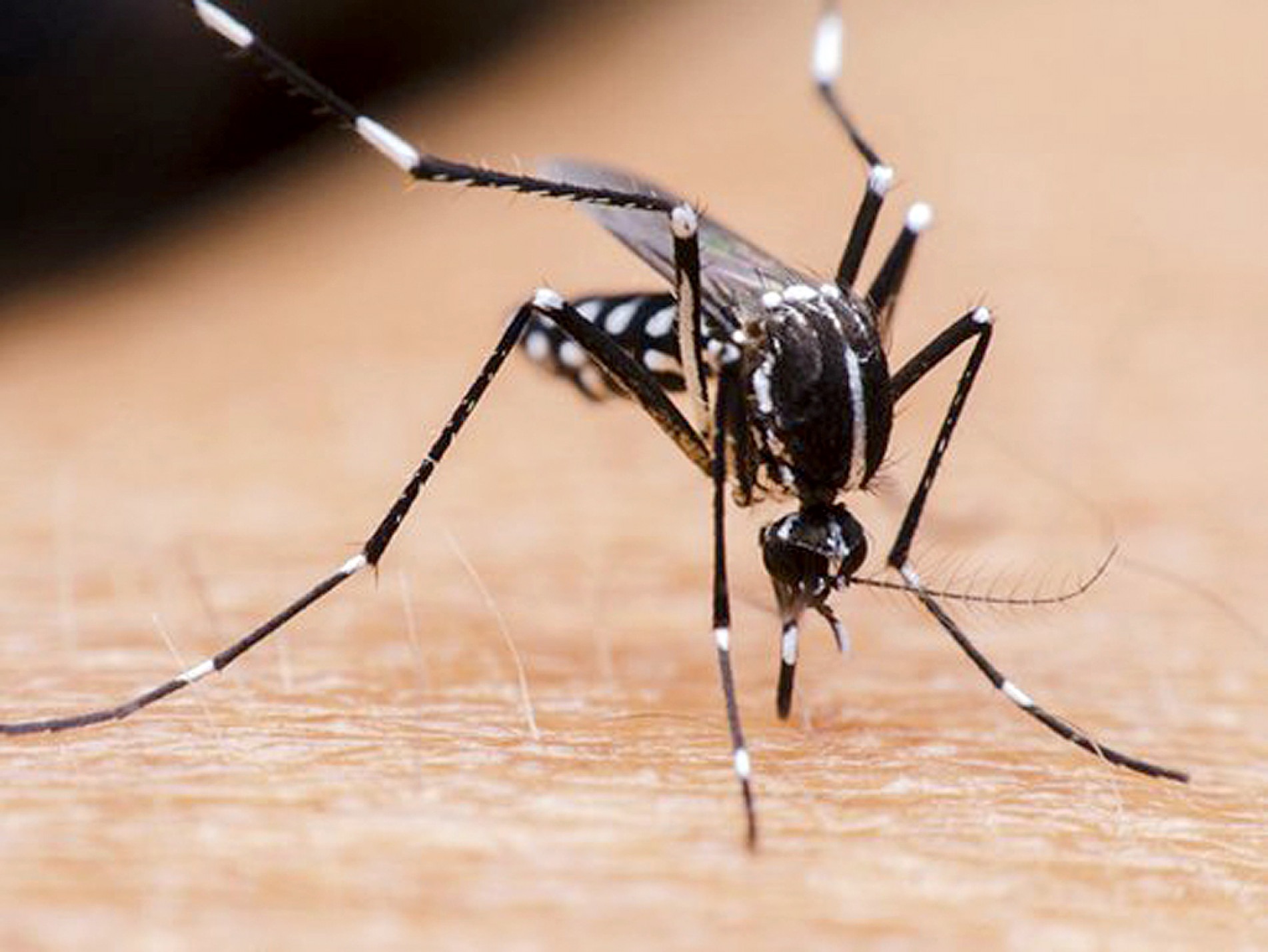 Jovem de 24 anos é a 27ª vítima da dengue em Sorocaba