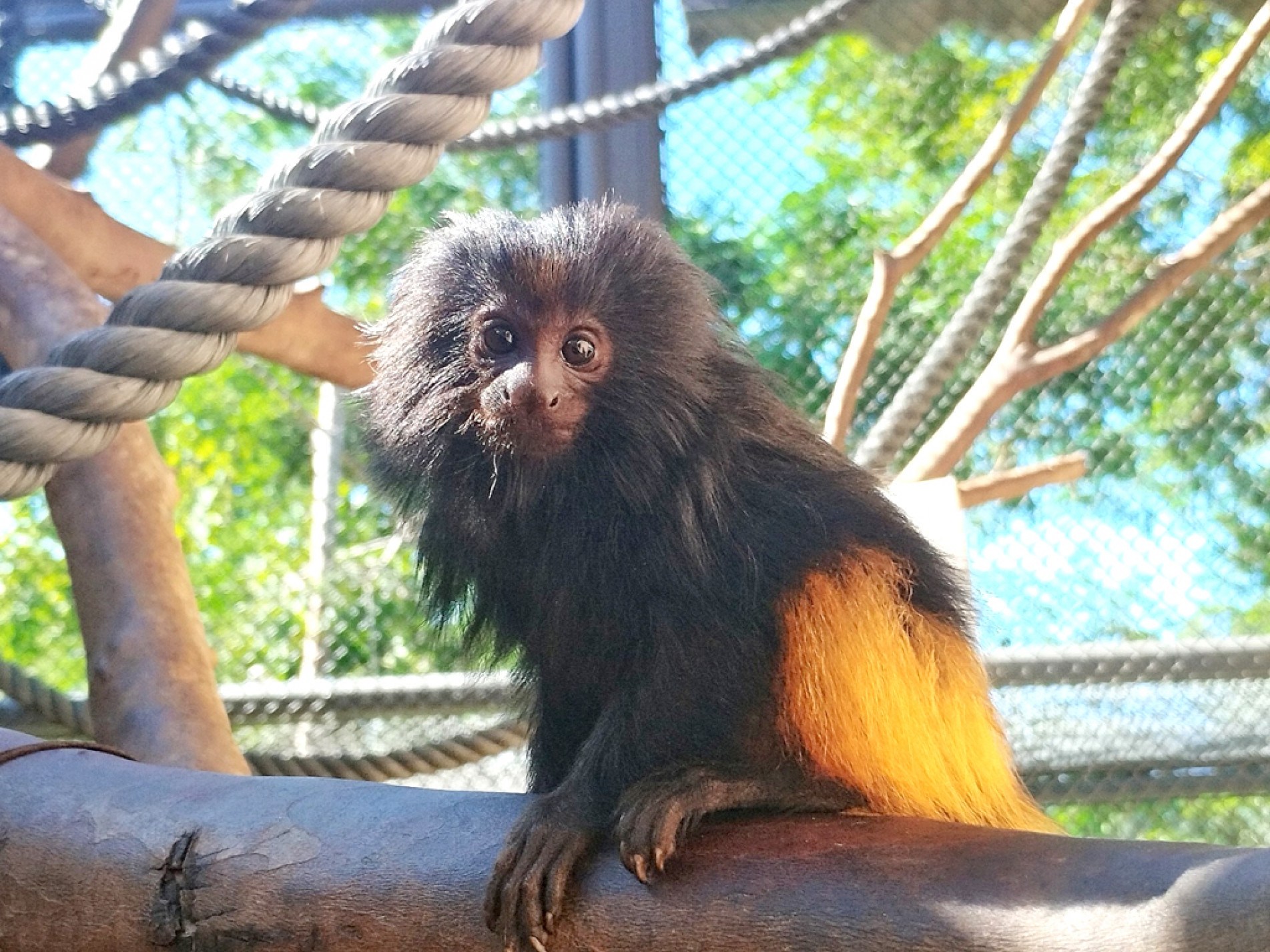 Espécie é ameaçada de extinção. Filhote nasceu em março