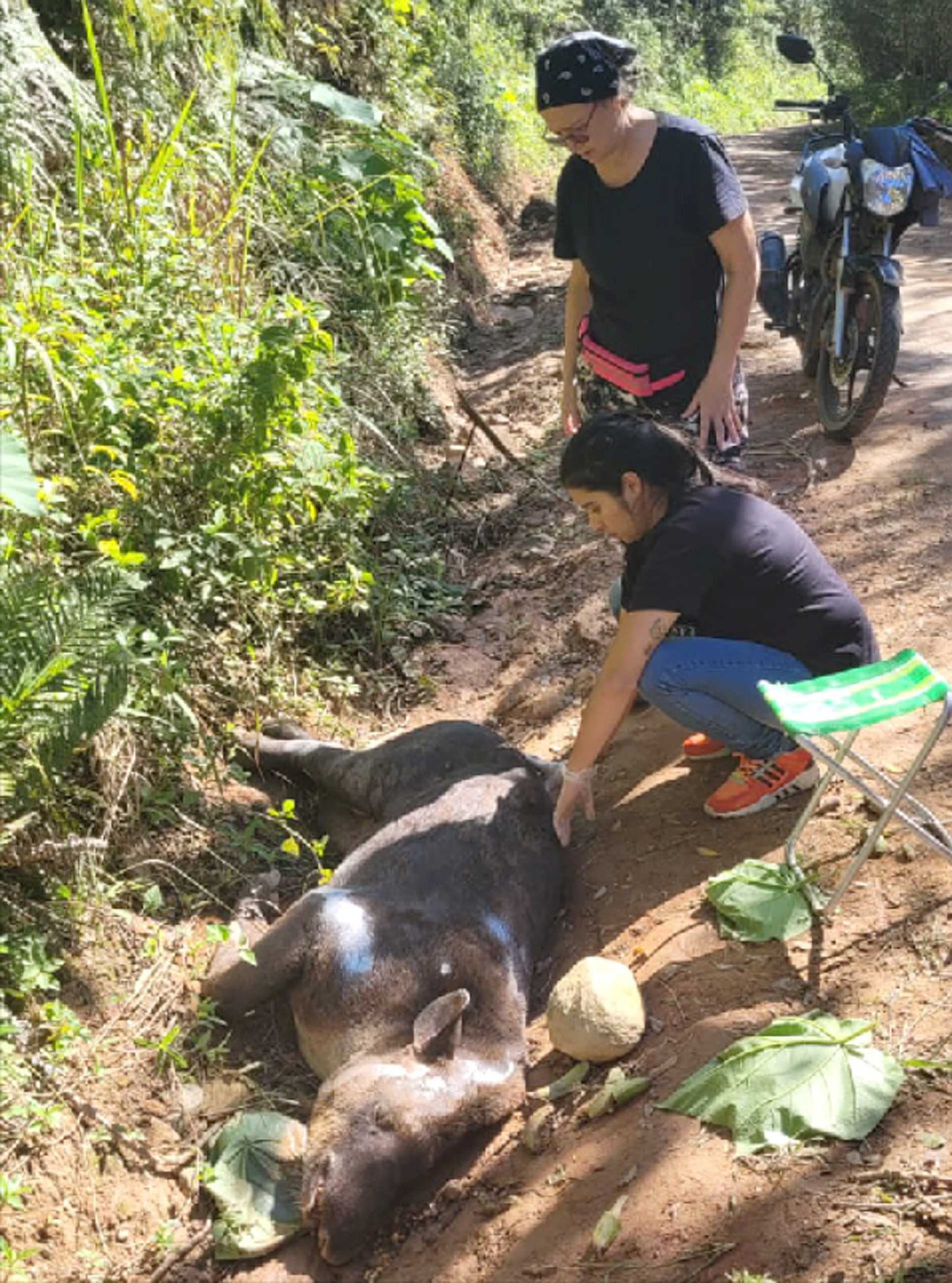 Resgate aconteceu na quinta-feira (23); animal estava sob tratamento 