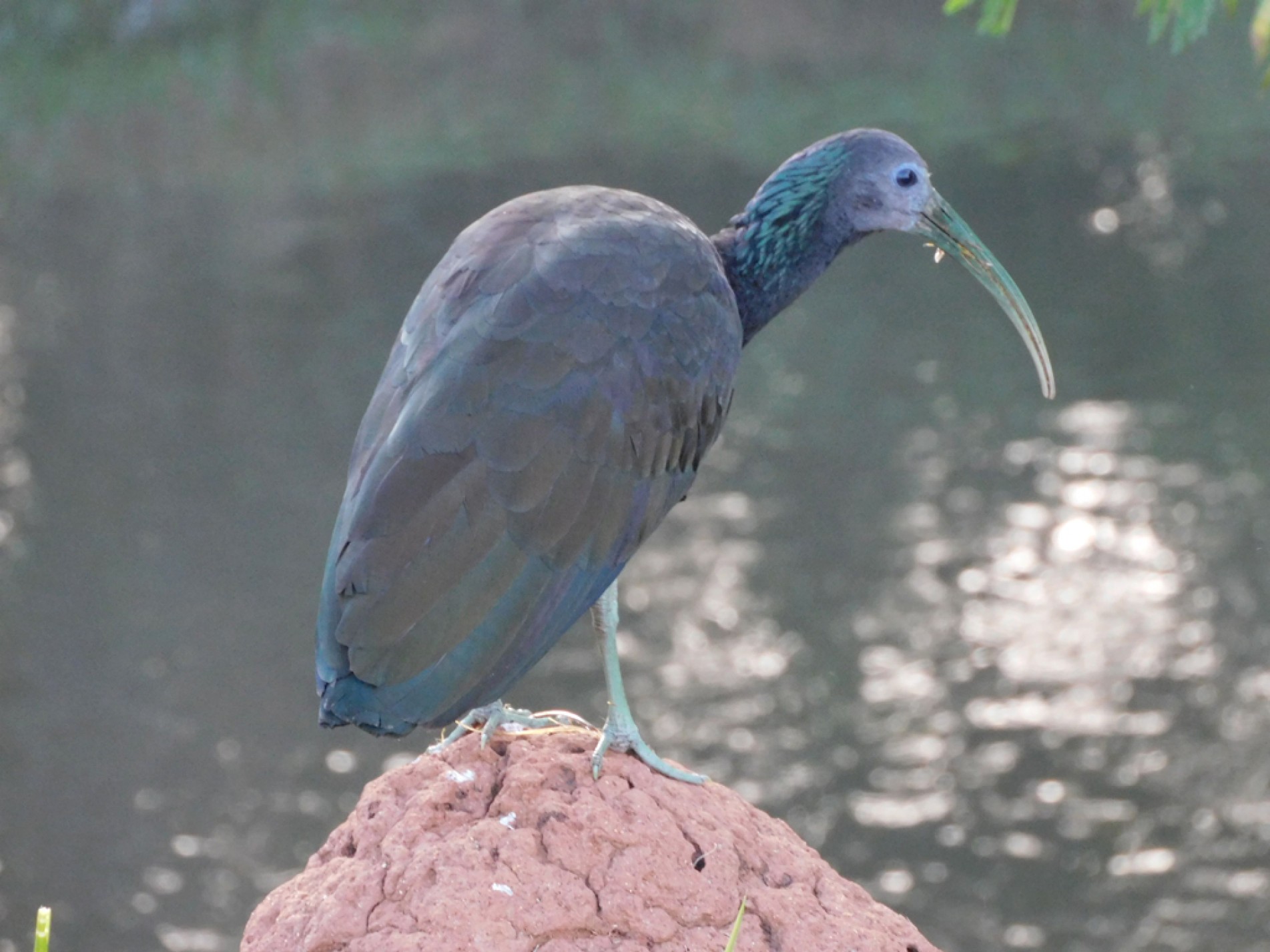 O coró-coró tem o corpo todo preto e a plumagem apresenta uma mistura de cores
