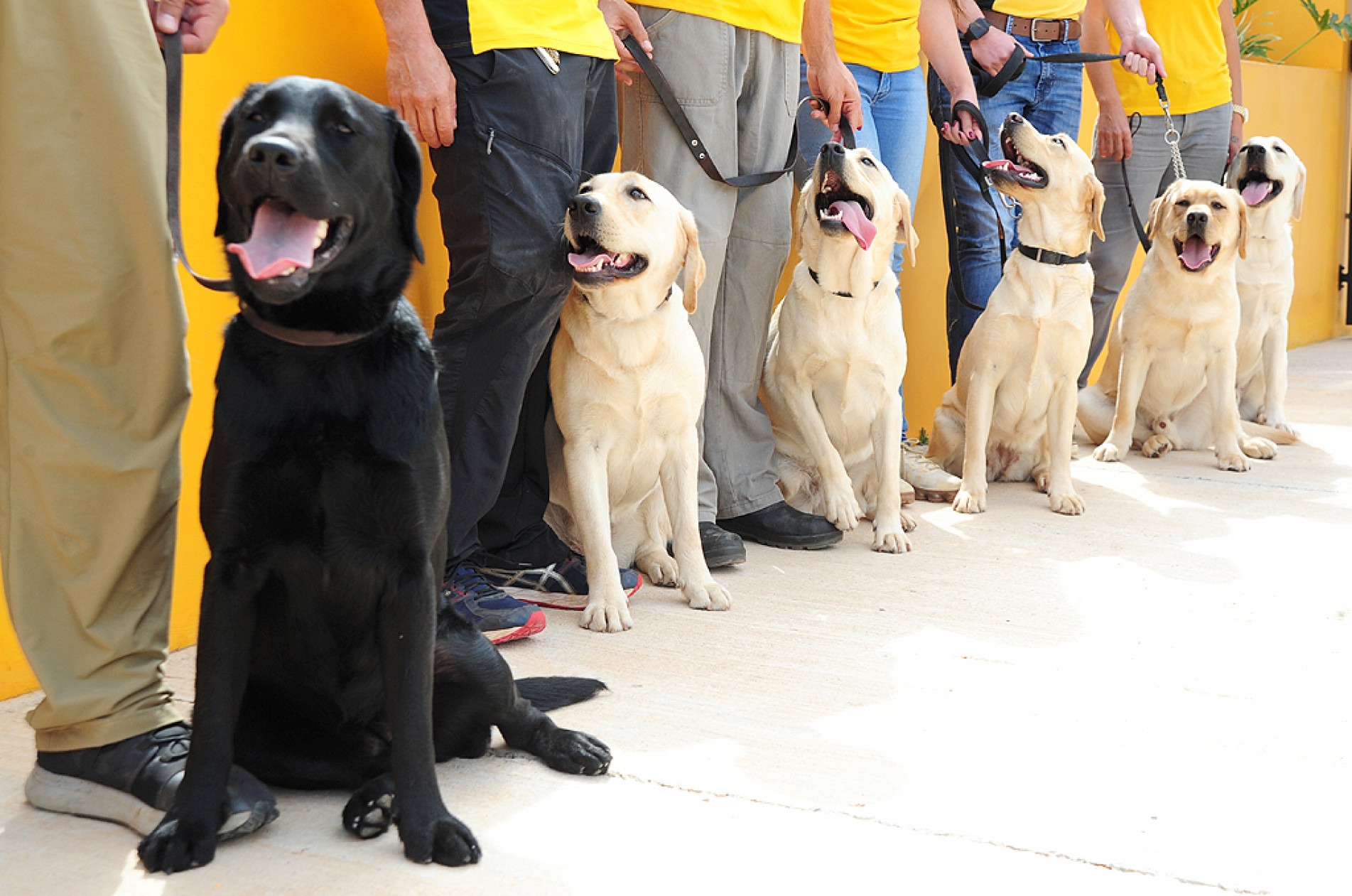 Cachorros devem passar por treinamento e testes para desempenhar a função