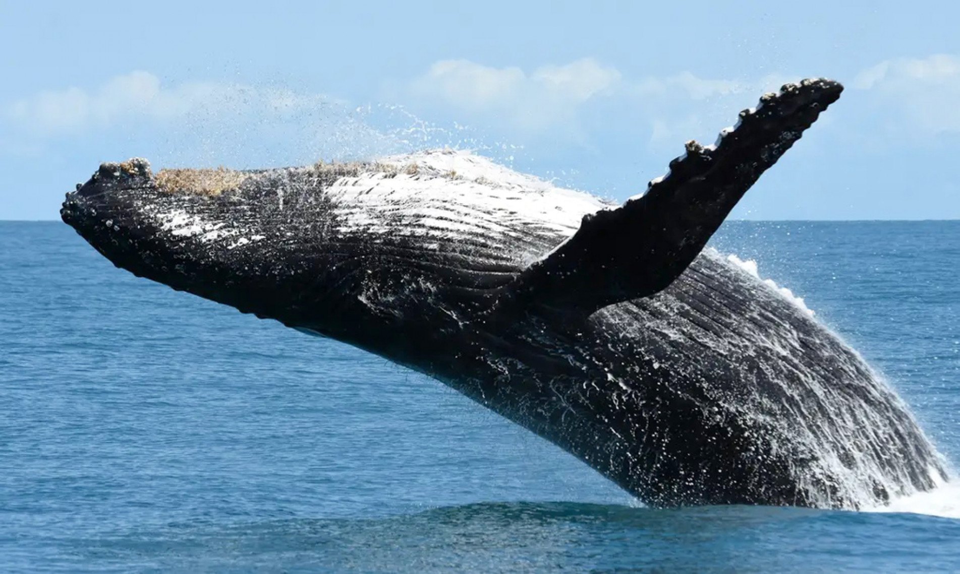 Baleia-jubarte emerge com força do mar e faz uma espécie de pirueta para delírio dos apreciadores