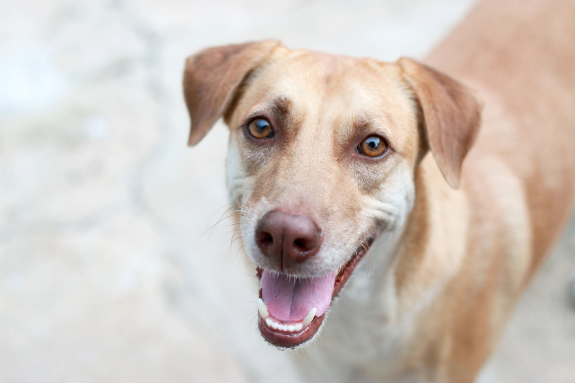 Os cães podem, sim, relacionar palavras a determinados objetos
