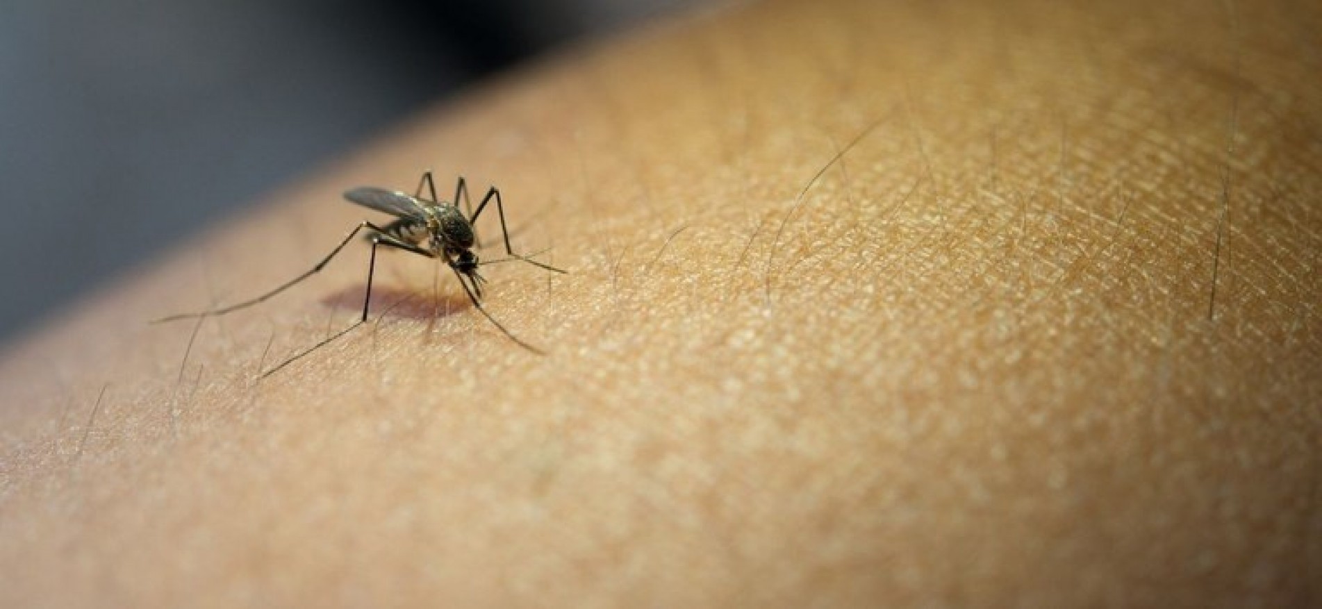 Os primeiros sintomas da dengue aparecem , em média, cinco dias após a picada do Aedes aegypti