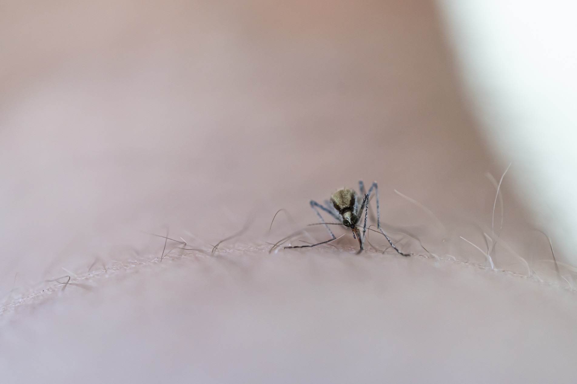 Jovem de 24 anos é a 27ª vítima da dengue em Sorocaba 