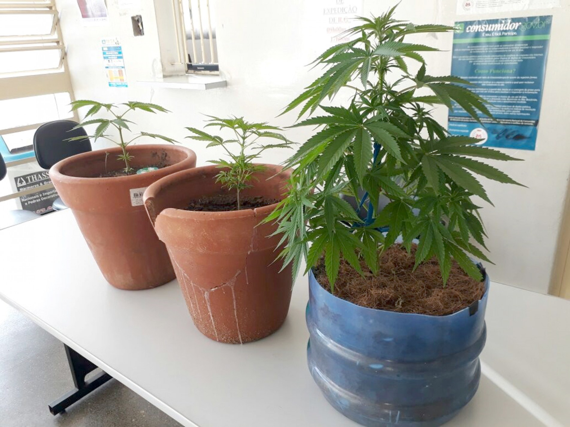 Limite também prevê seis plantas fêmeas de cannabis