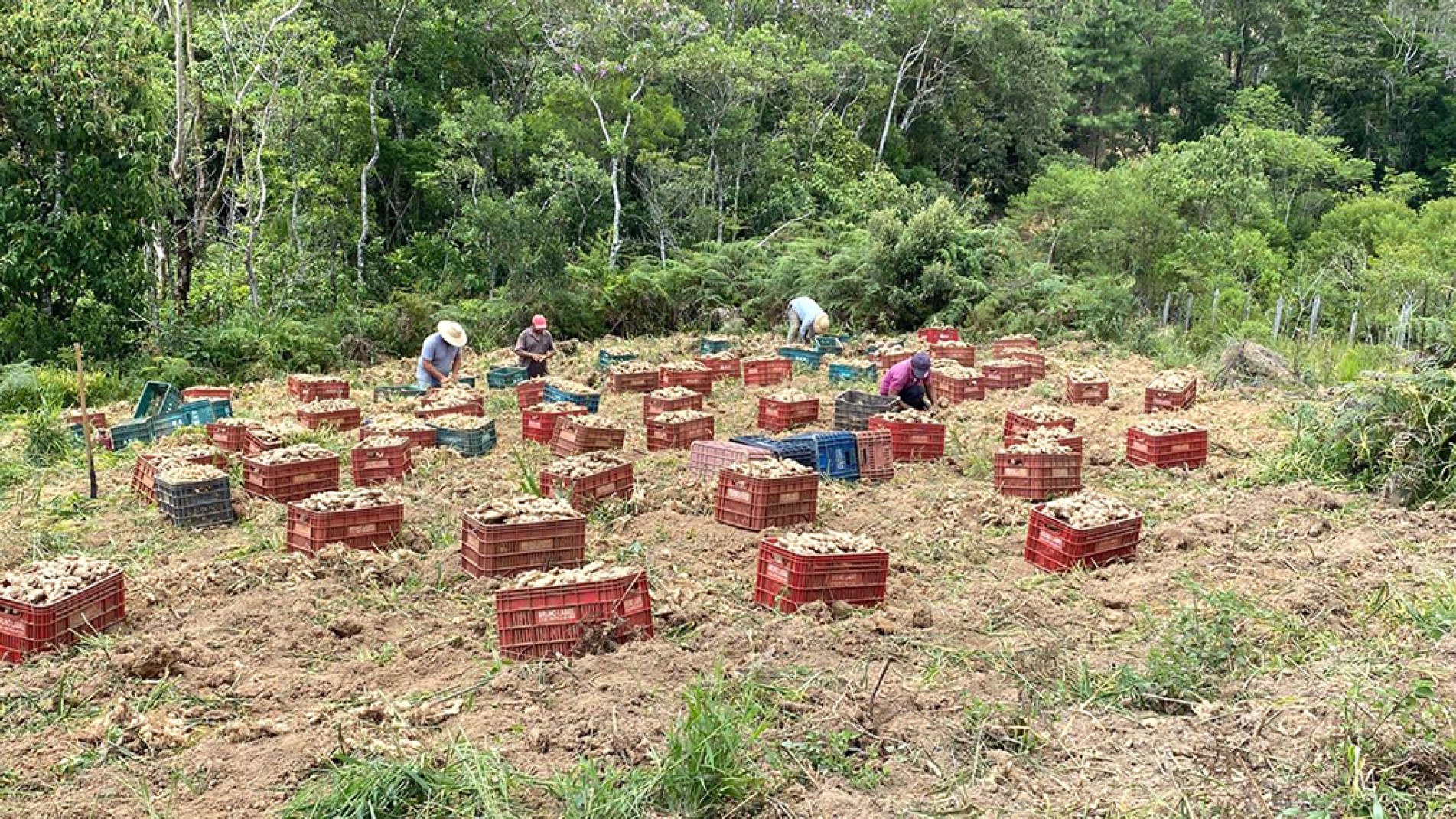 Há 45 agricultores em Tapiraí que cultivam a planta utilizada como tempero e em bebidas
