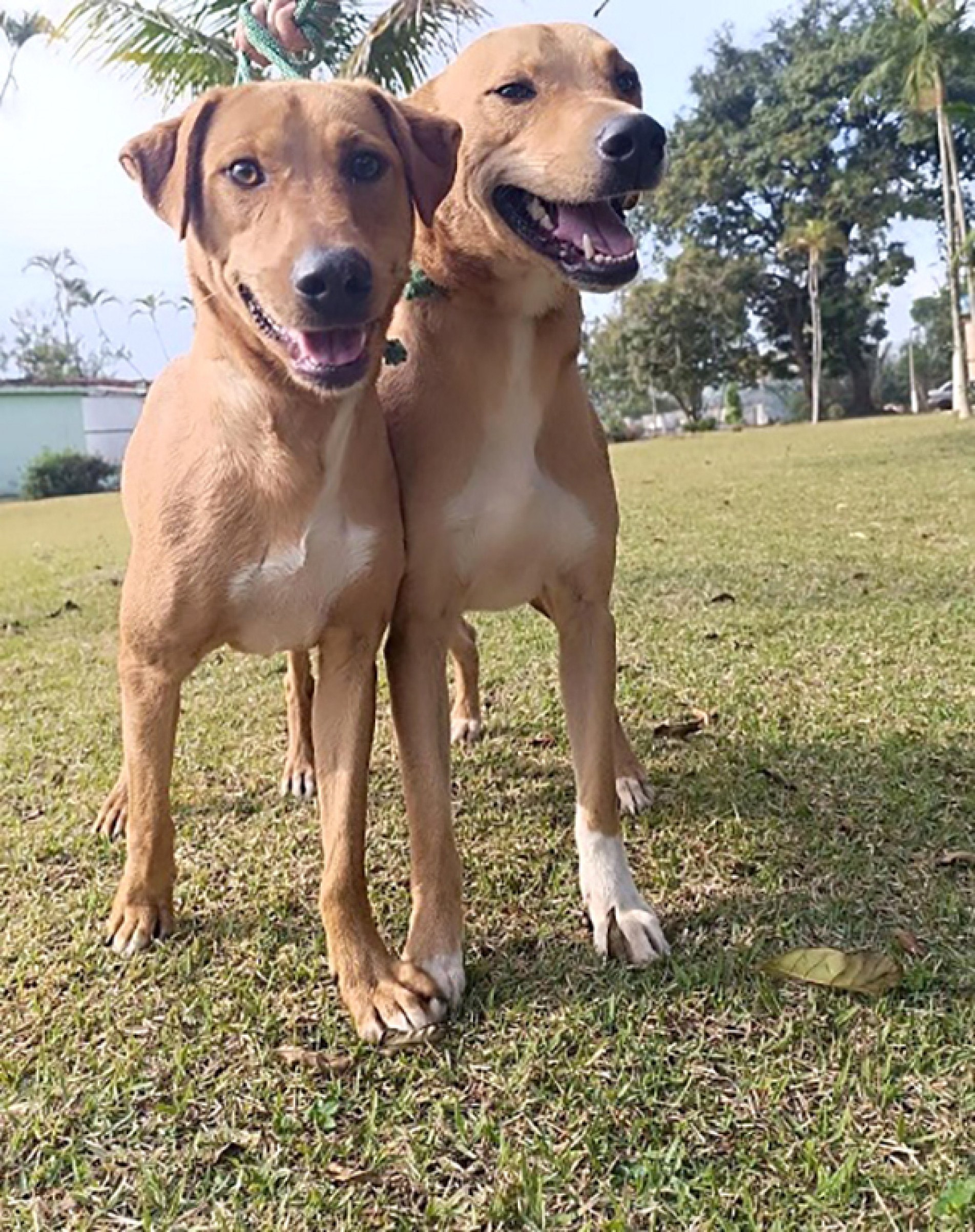 Todos os animais são castrados, vacinados e microchipados