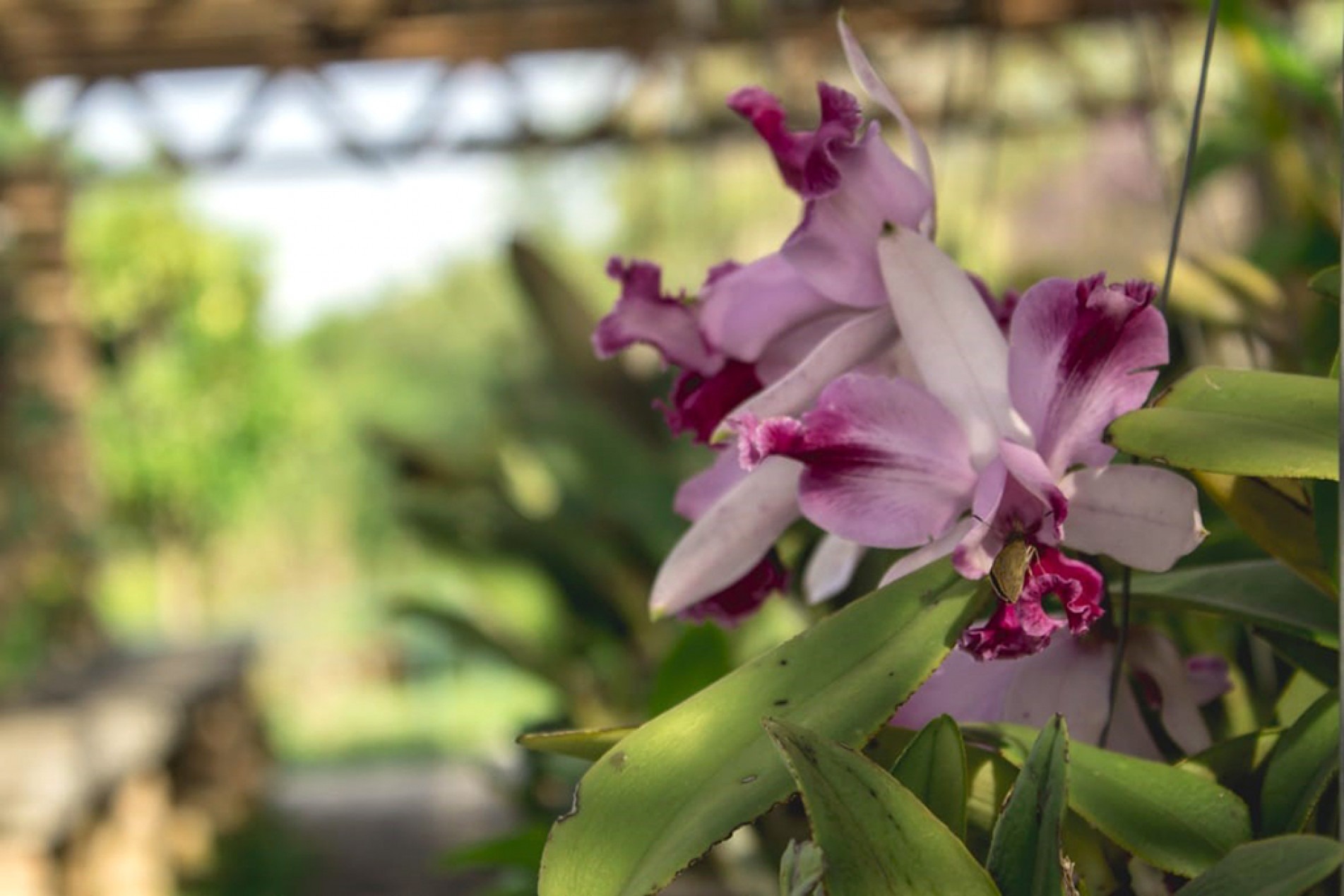 Haverá exposição de flores no Jd. Botânico Irmãos Villas-Bôas
