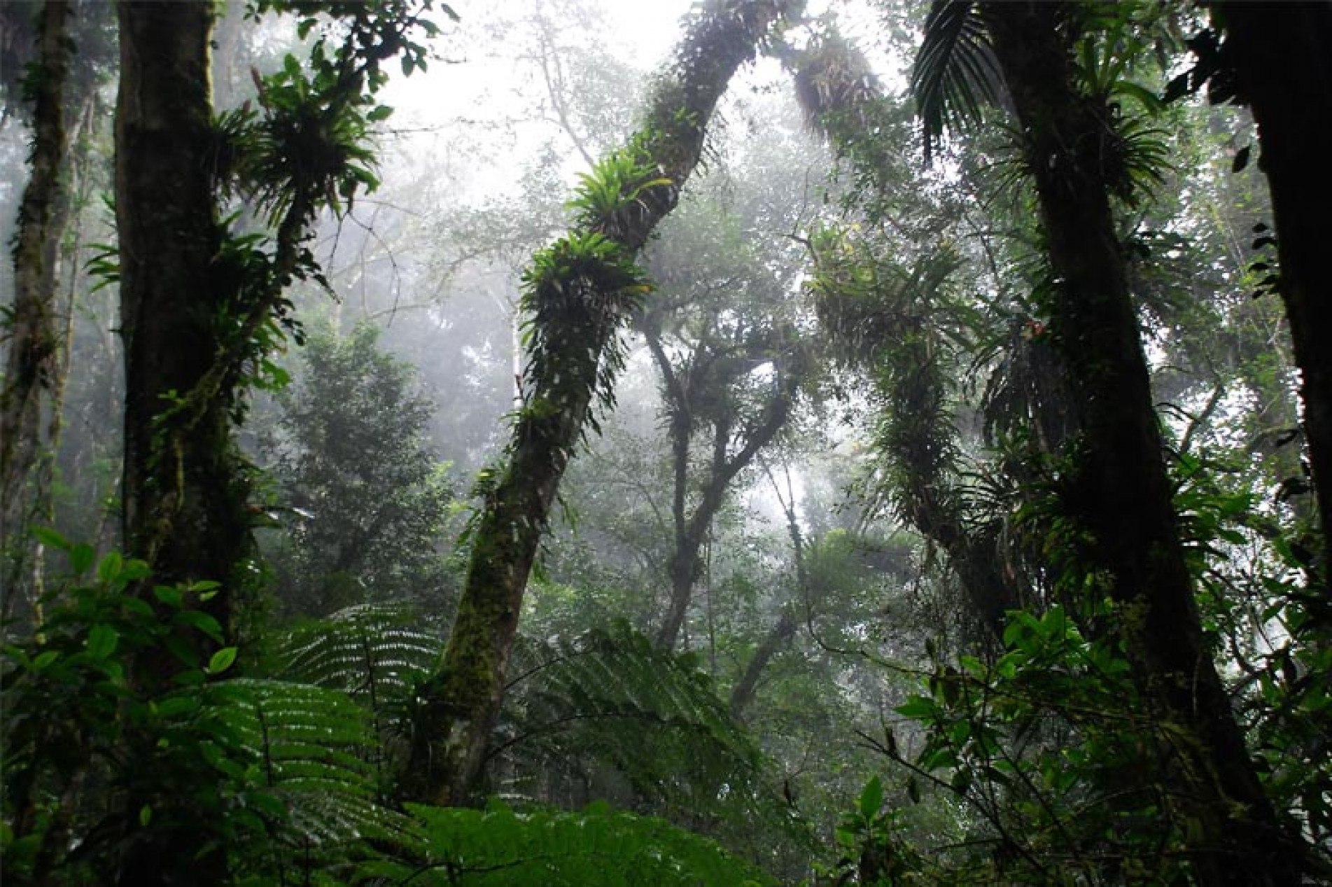 Foram selecionados para o estudo 19 locais em paisagens agrícolas localizados perto de florestas