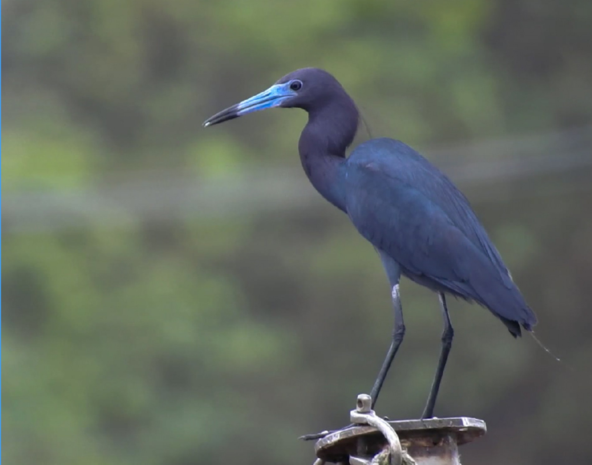 A garça-azul mede cerca de 50 centímetros e vive nos pântanos e manguezais do litoral