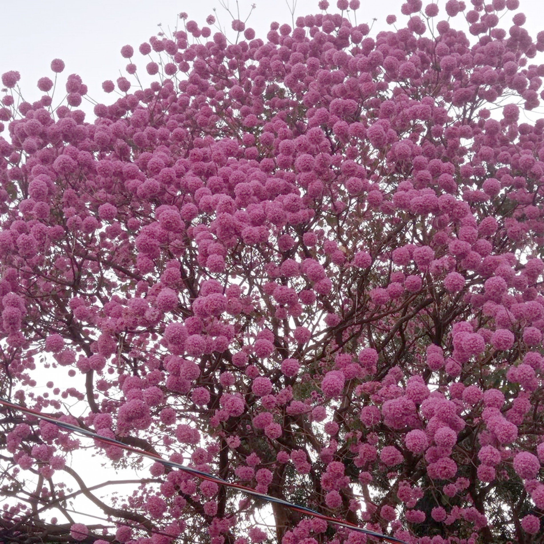 A exuberante florada da espécie que pode chegar a até 30 metros de altura
