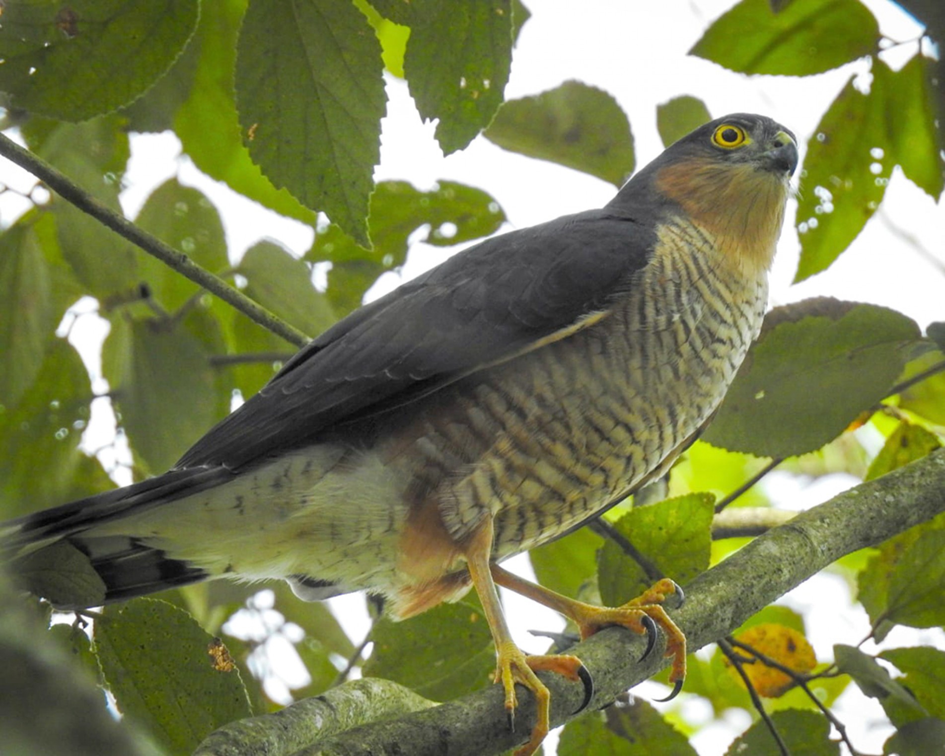 O tauató-miúdo é um pequeno gavião que vive nas florestas
