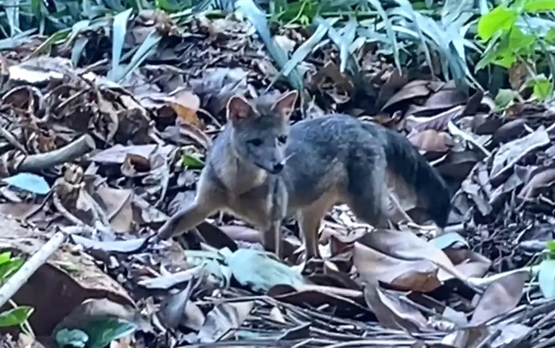 Com hábitos noturnos, aparição do animal durante o dia é fato raro
