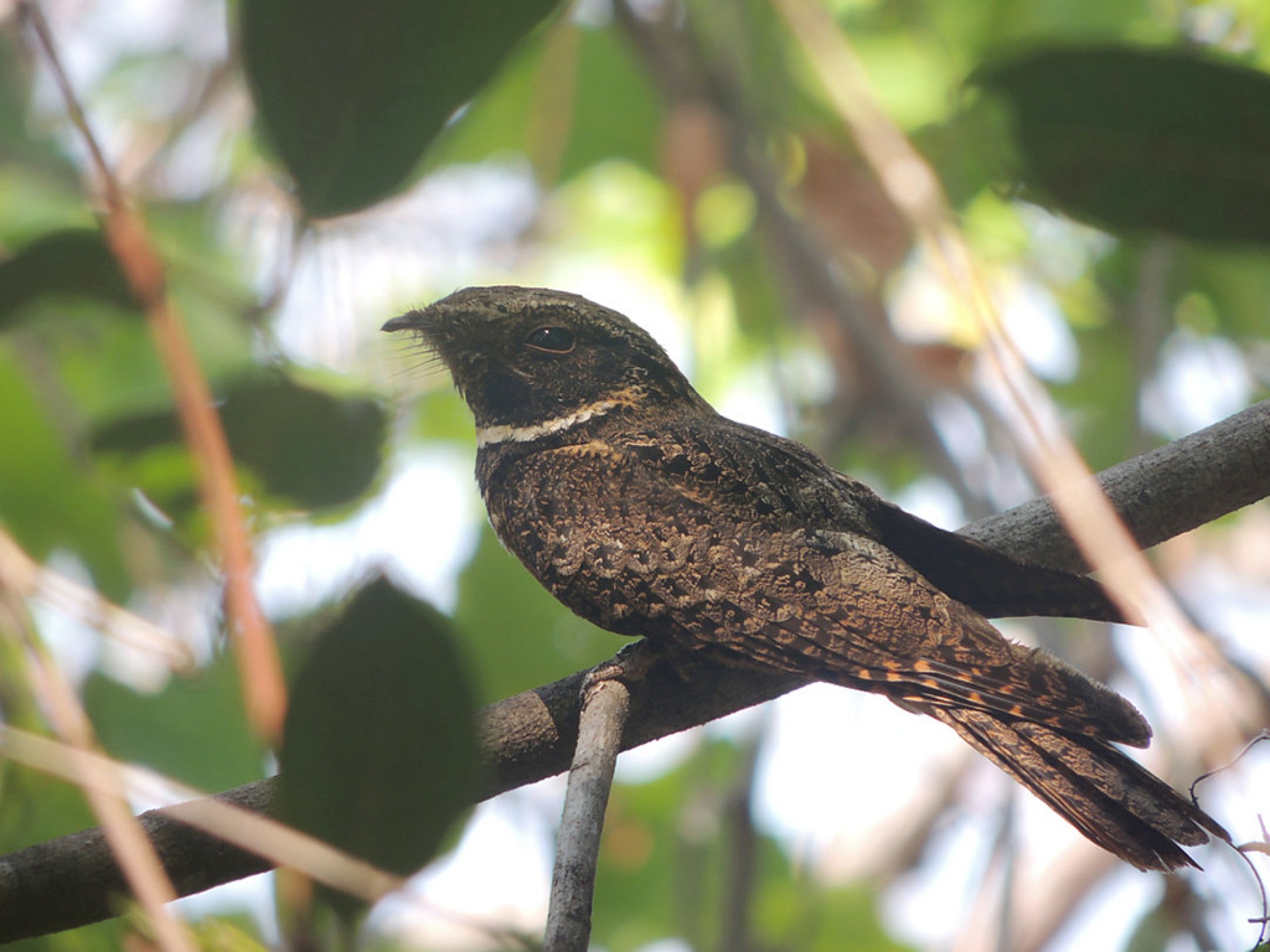 As penas em tons de marrom, cinza e preto o ajudam na camuflagem
