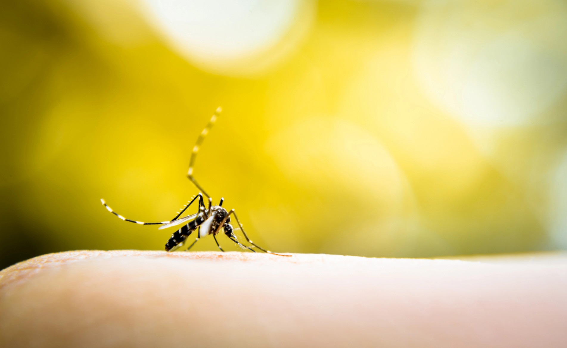 O mosquito Aedes aegypti é característico pelo corpo preto com manchas ou listras brancas