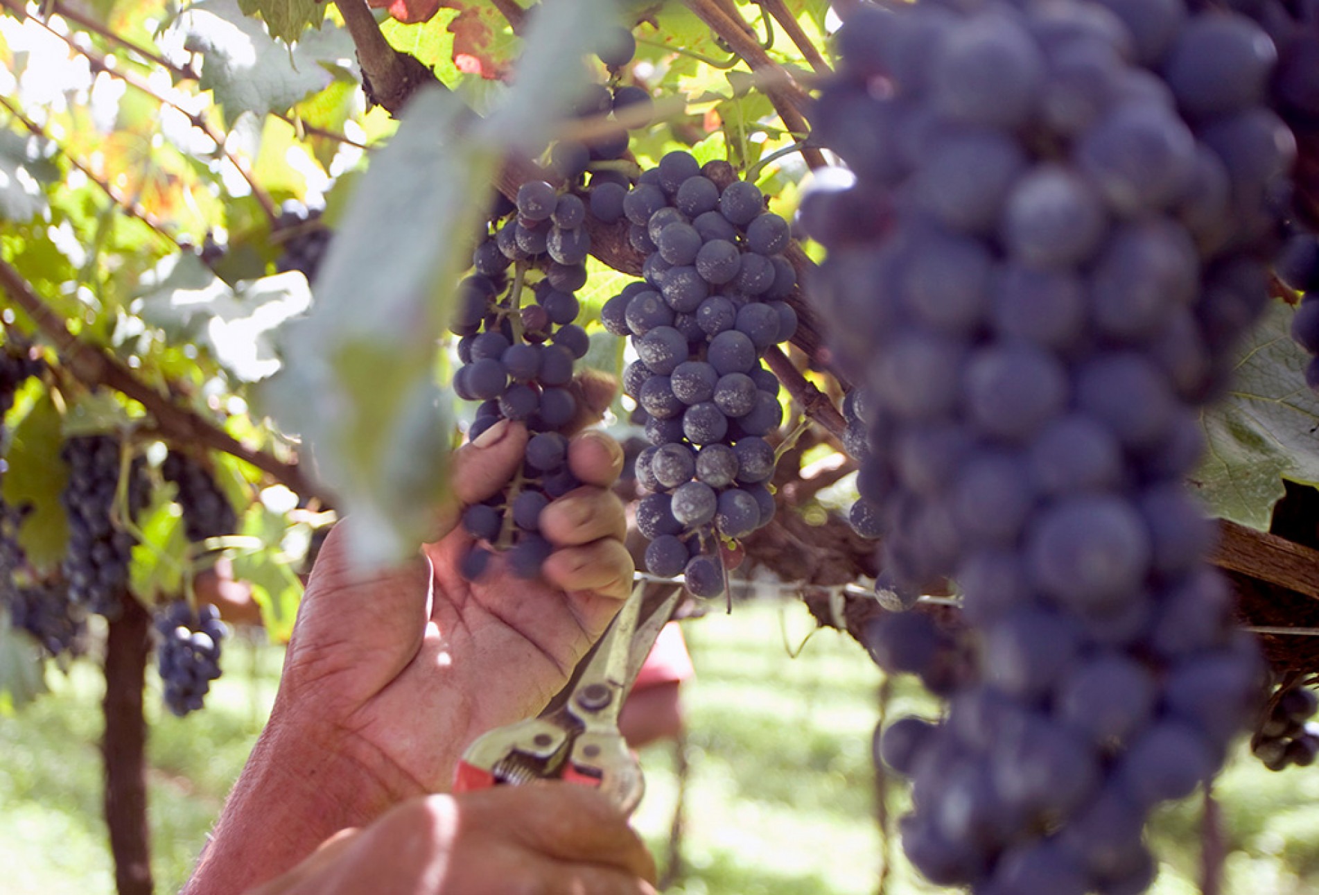 Em São Roque, na Região Metropolitana de Sorocaba, já existe a rota do vinho