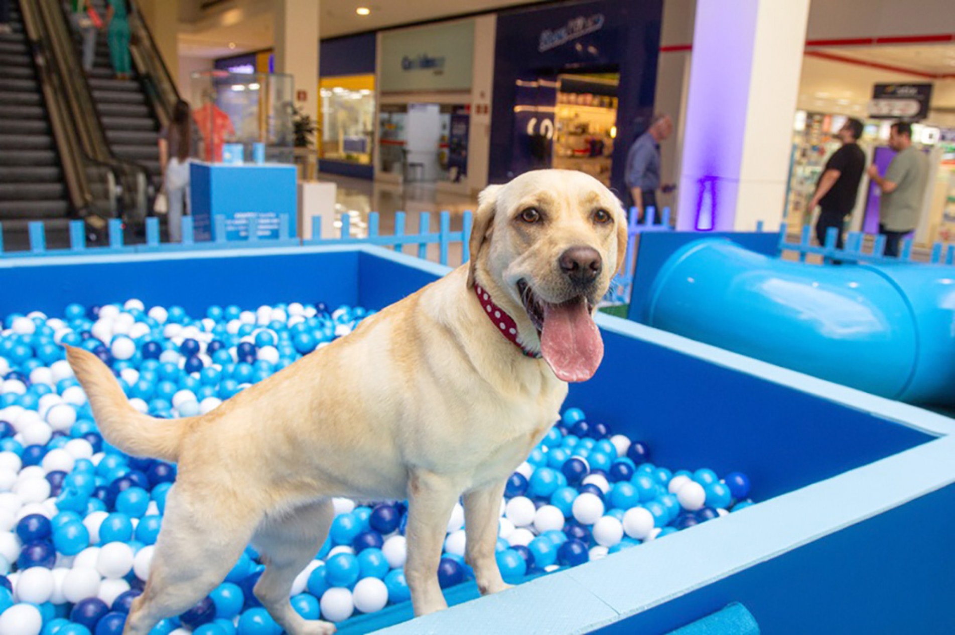 O evento contará com uma programação variada e gratuita, incluindo piscina de bolinhas
