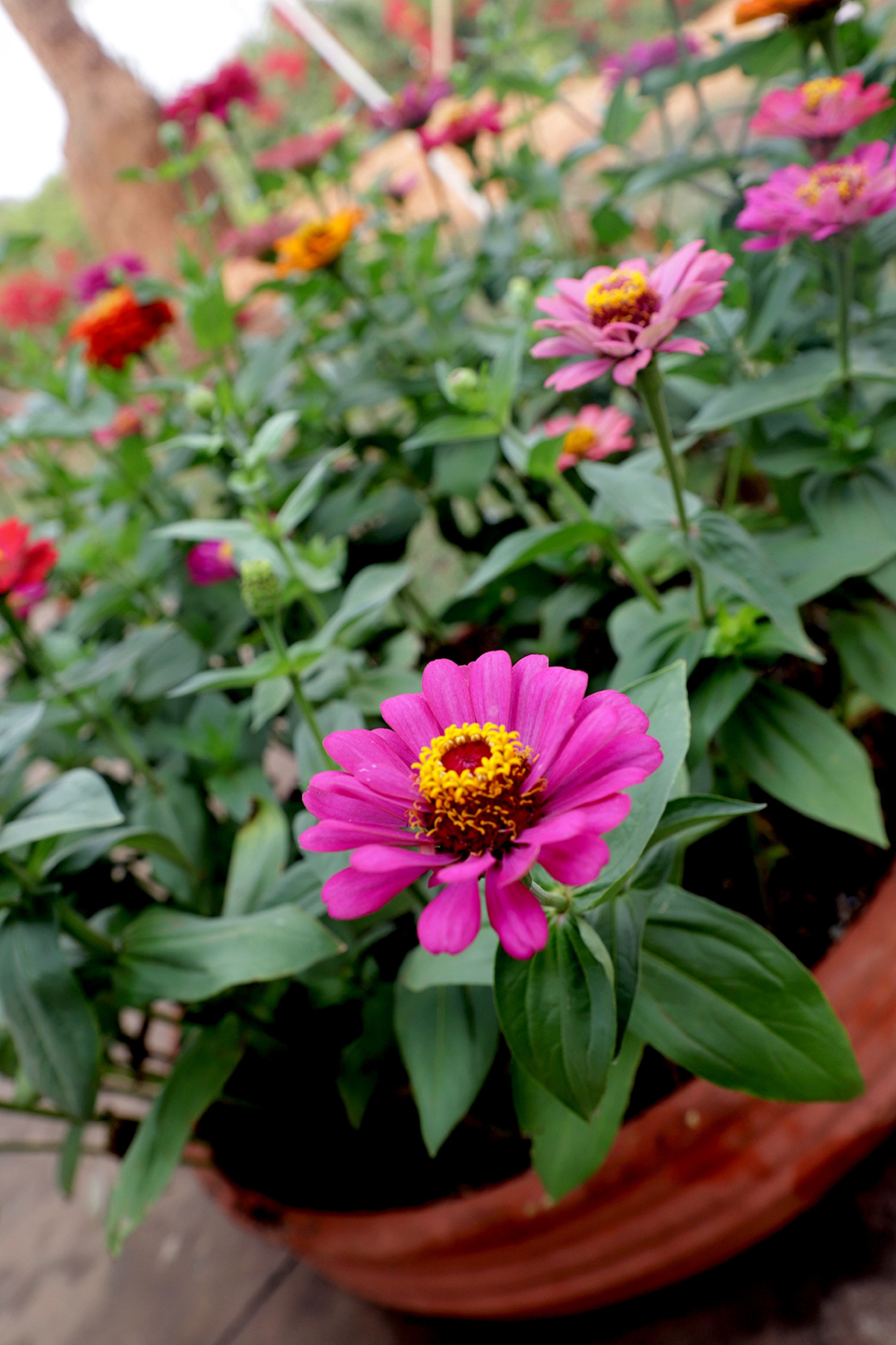 Dependendo da quantidade de luz e sol, estação favorece as floradas
