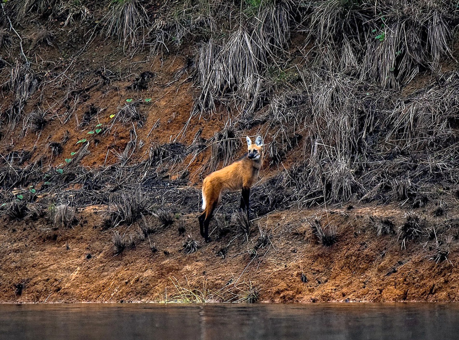 O lobo foi fotografado enquanto ia beber água