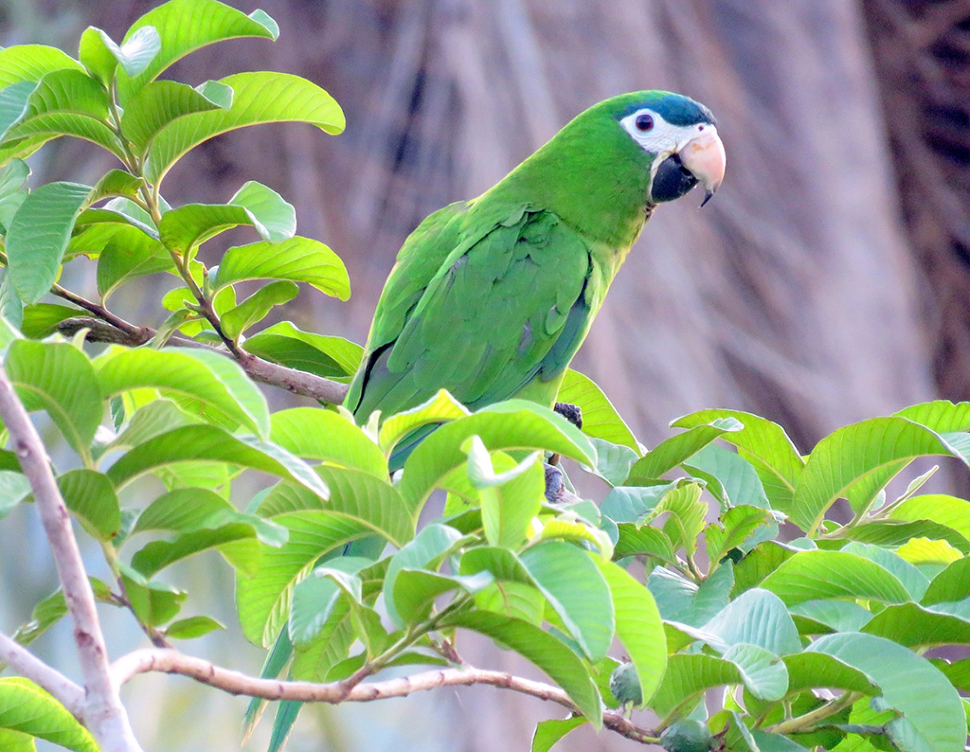 Com predominância do verde vibrante, esta ave é colorida e vive em área de cerrado