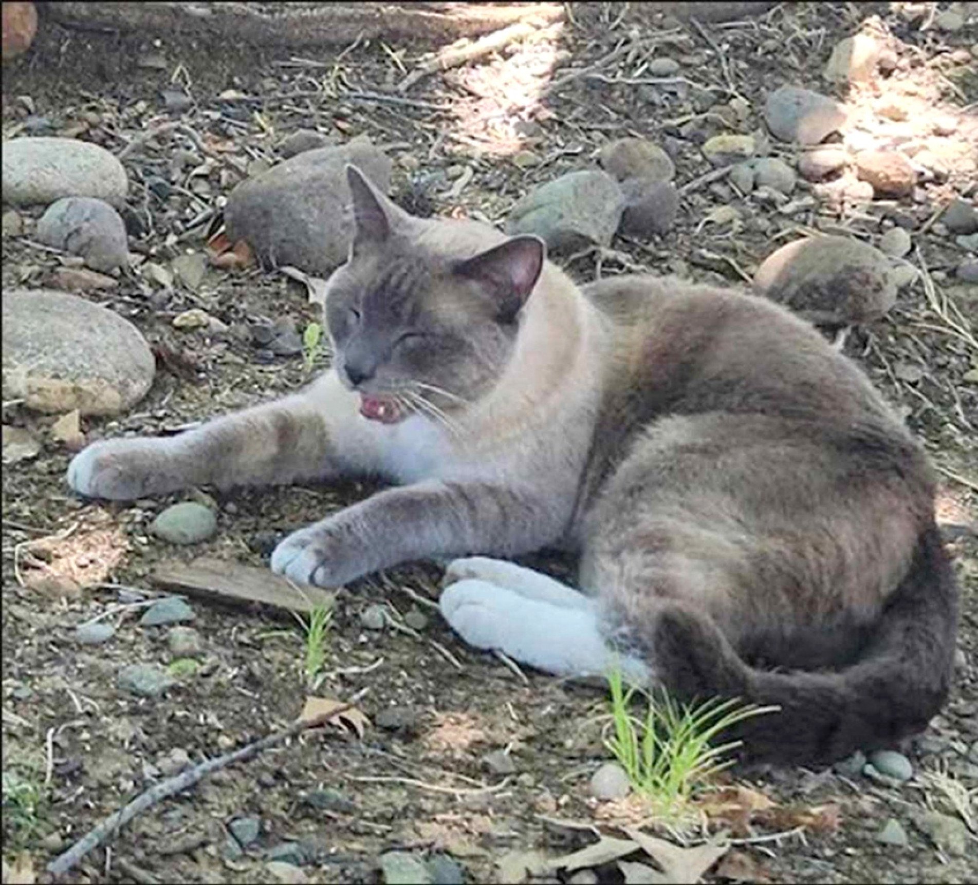 Bichano estava a apenas cerca de 322 quilômetros de sua casa em Salinas