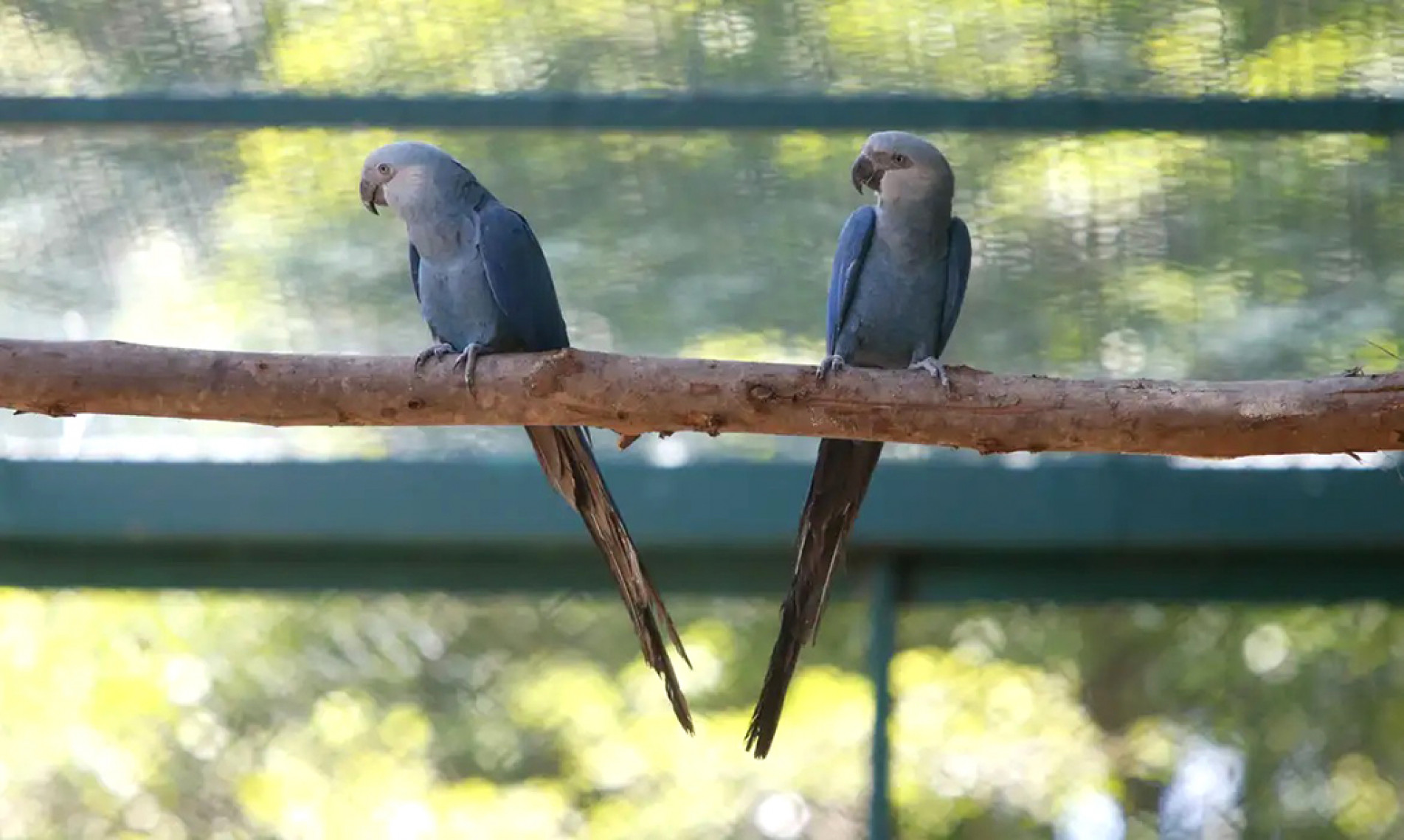 Ave de pequeno porte e plumagem azul
