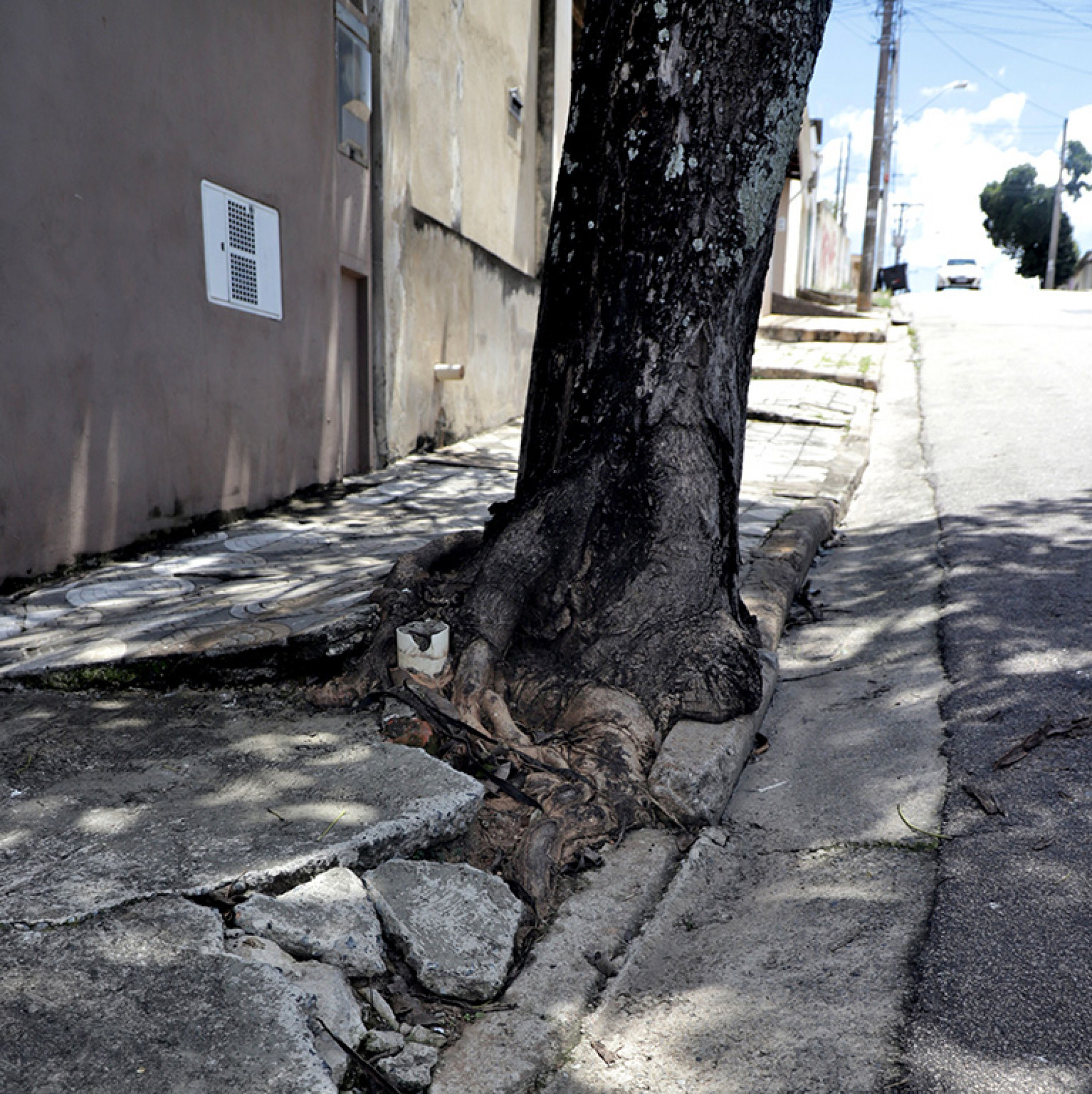 Objetivo é incentivar a arborização urbana de forma sustentável e evitar danos estruturais 
