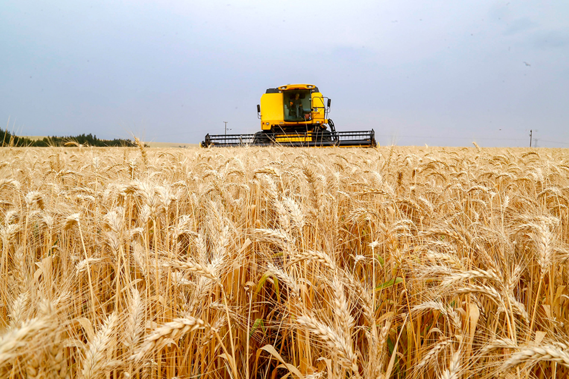 Produção mundial de trigo se manteve praticamente estável no final do ano passado
