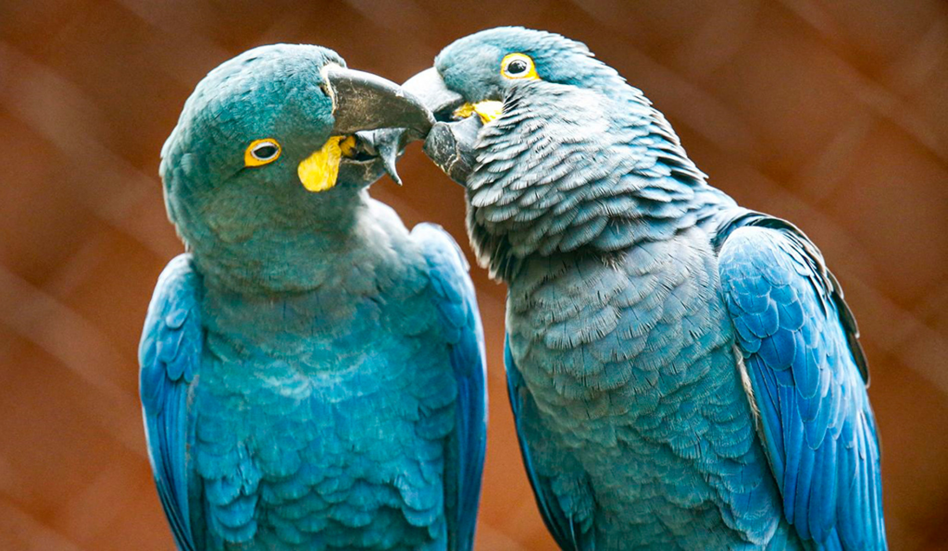 Aves costumam viver em família, bando ou grupos na região da caatinga, no nordeste do Estado da Bahia
