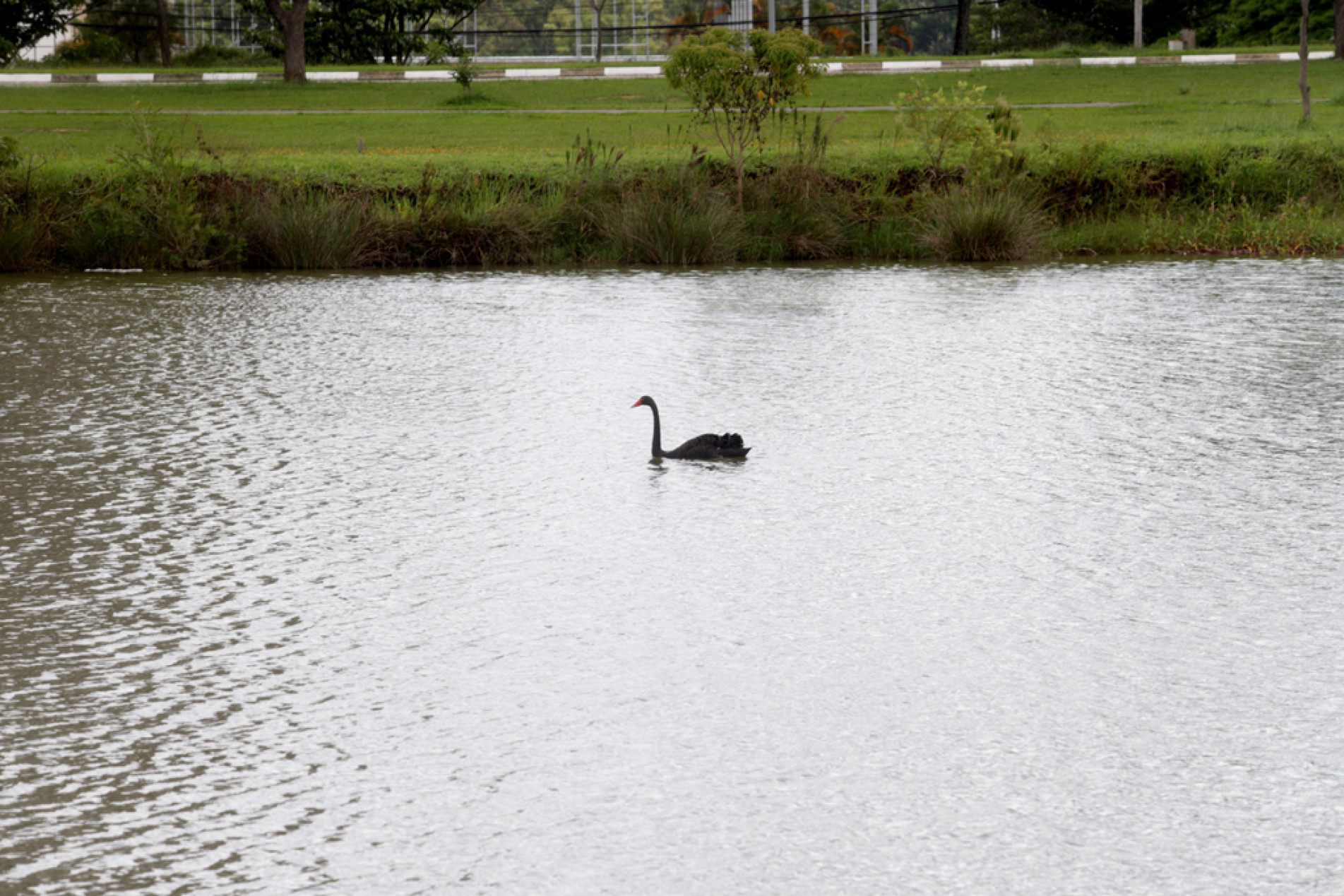 Ganso nada tranquilamente no lago